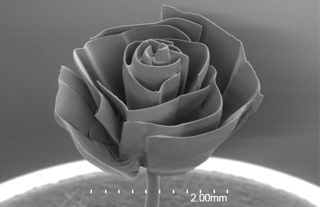 Miniature rose less than 3mm wide