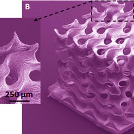 Exemple de biotechnologie 3D : structure gyroïde